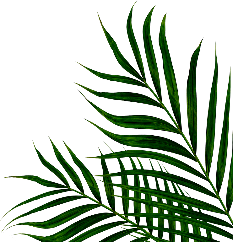 Green Leaves of Palm Tree Isolated on White Background